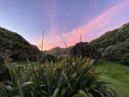 New Zealand sunset behind bushes